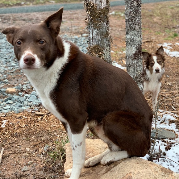 Meet your Posher, Tara - Picture 1 of 1